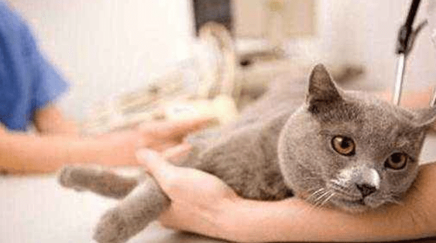 猫瘟是怎么引起的?知根知底才能更好的预防