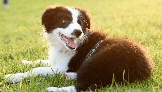 边境牧羊犬怎么样?犬界智多星名不虚传
