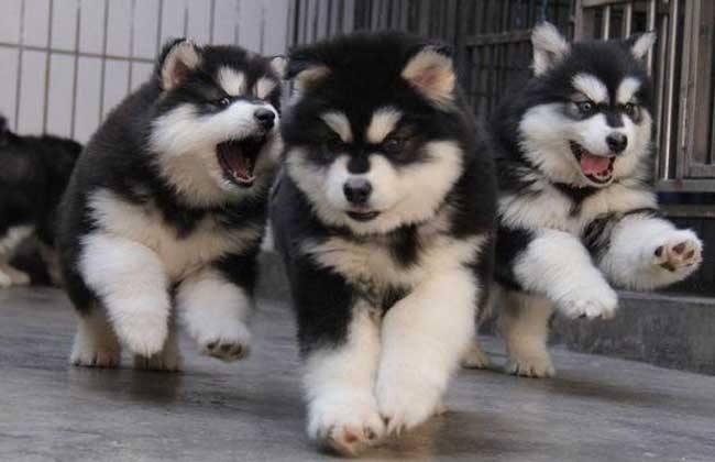 狗狂犬病症状,这几点反应很明显