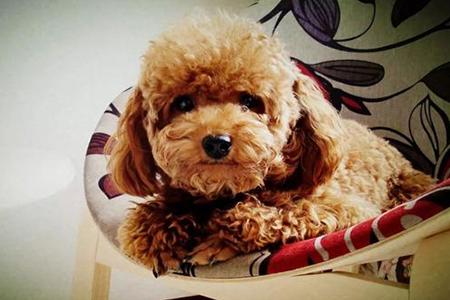 贵宾犬粘人怎么办?可以采取这些方法