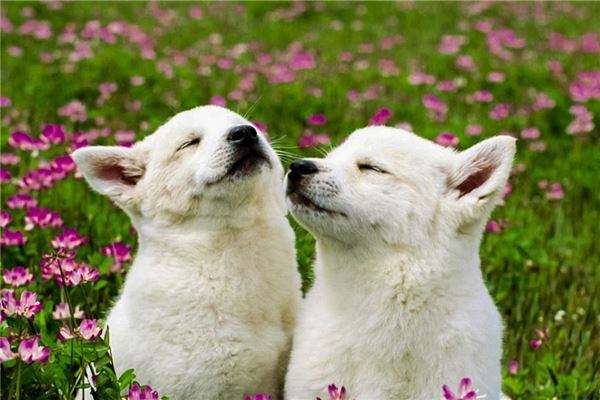 好听的小狗名字,不重名快快收藏