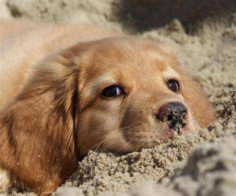 狗狗能吃水果吗?有些是可以适量吃点的