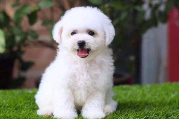 比熊犬和贵宾犬哪个听话？从这些方面可以看出