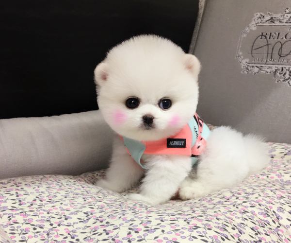 俊介犬的脾气好不好，别犬无法替代