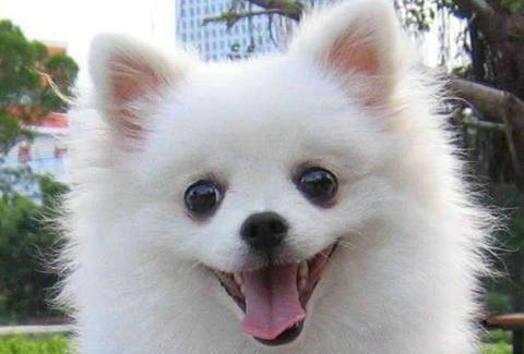 博美宠物狗不舒服的表现，首要的就是精神方面