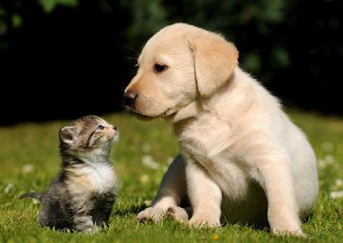 养狗好还是养猫好？看完这些你可能都想养