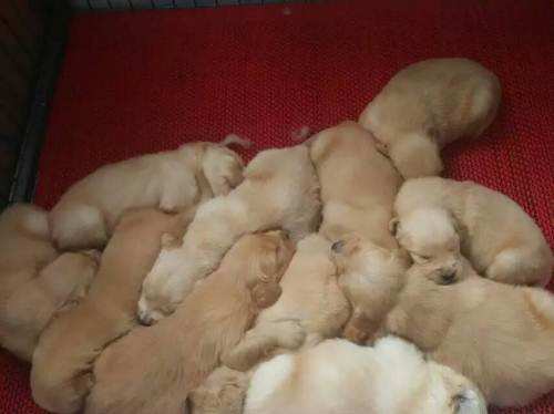 怎么看金毛纯不纯?七个方面对照筛选