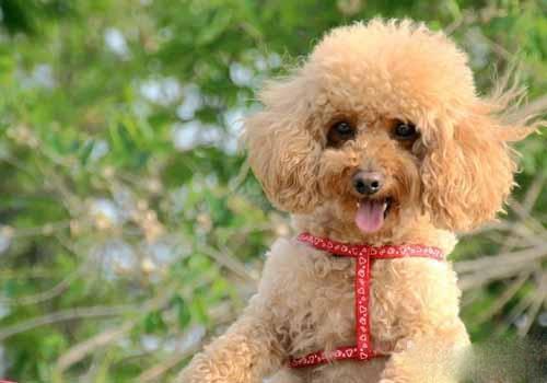 贵宾犬吃什么狗粮好？  没有最好只有合适