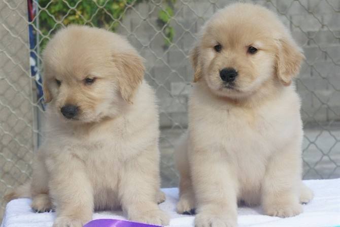 刚买的小狗一直叫? 找到原因根治不是问题