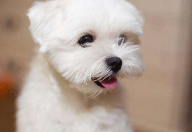 如何训练比熊犬?方法对了一切都好办