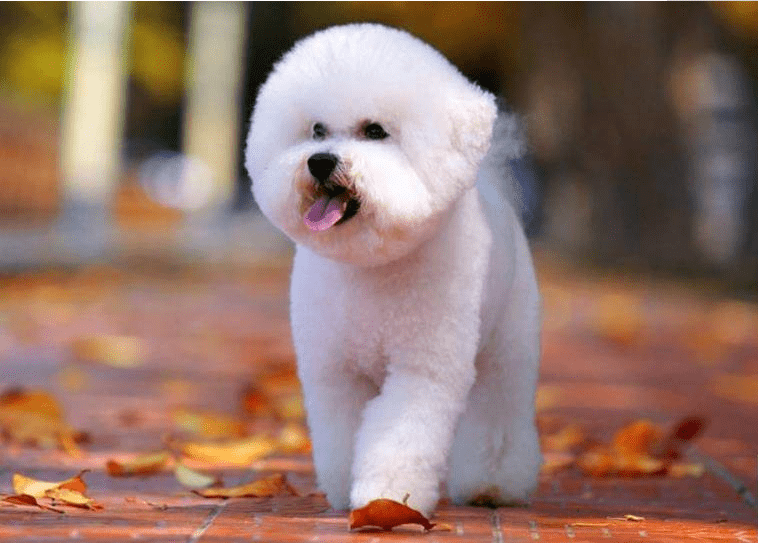 比熊犬多少钱一只,详细价格清单