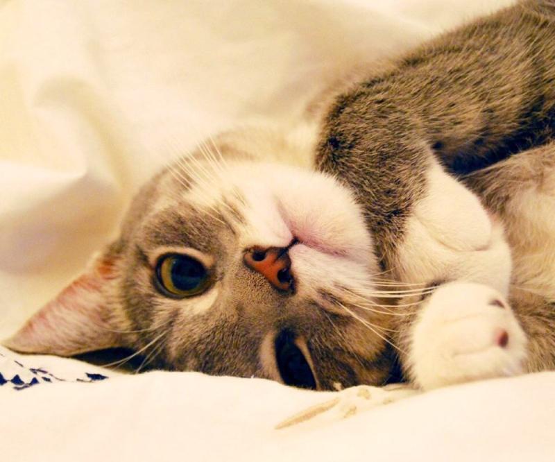 猫咪吃什么能长胖？关键不在于吃什么，在于吃多少