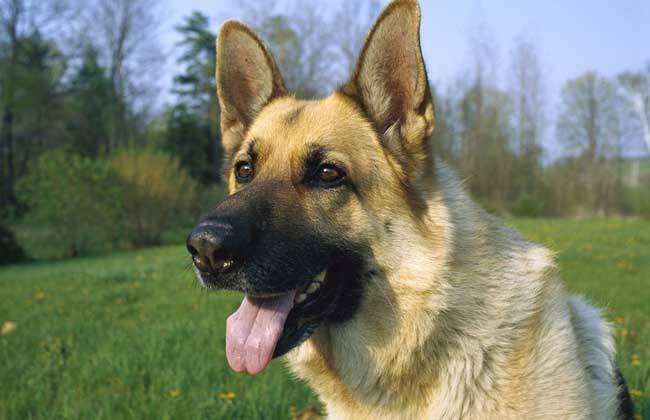 小型牧羊犬品种有哪些?该怎么训练它们
