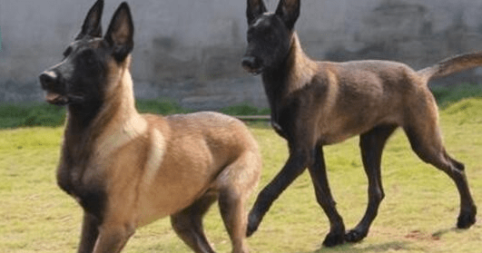 马犬下崽前的症状!气喘呼呼又是怎么一回事