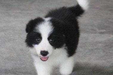 边境牧羊犬怎么看品相,请注意这几点