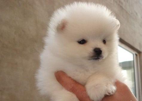 博美犬不吃什么东西？这些食物其实都建议不吃