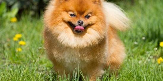 博美不打疫苗会怎样？于人于己都是很不好