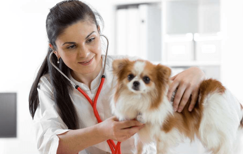 小狗拉稀怎么办，莫慌几种常用药来帮你