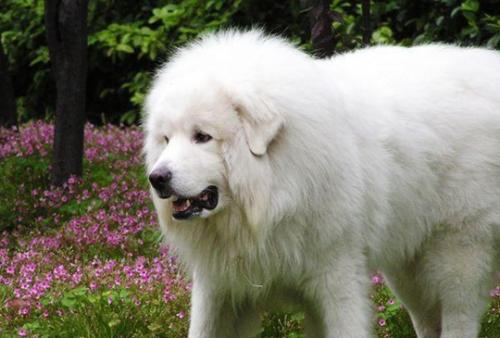 大白熊犬与雪獒的区别,看外表的确难以辨认