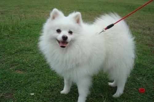 博美能活到二十年吗?详细的来介绍下寿命