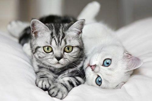 小猫感冒症状，这些很容易就能识别