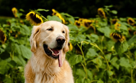 金毛犬训练方法，记住让他分分钟臣服方法