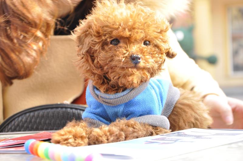 泰迪犬怀孕注意事项,吃喝住行都要小心谨慎