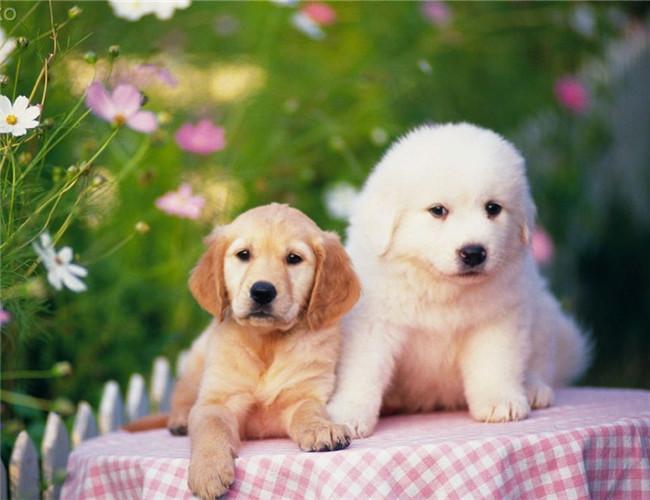 狗狗为什么总是叫,如此吠叫最可怕