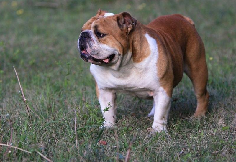 斗牛犬厉害吗?打一架就知晓了