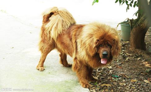 藏獒肉能吃吗?自己的爱犬还是别吃