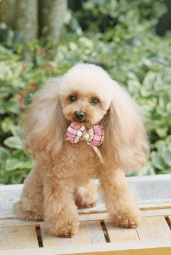 贵宾犬怎么训练握手
