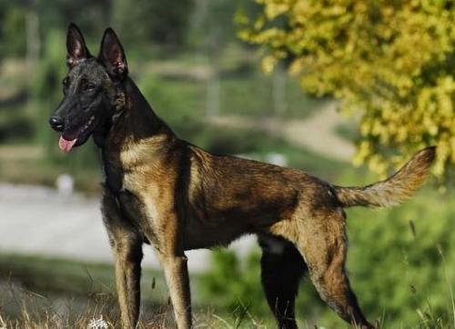 马犬几个月开始胆子大?不光靠自己也要靠训练