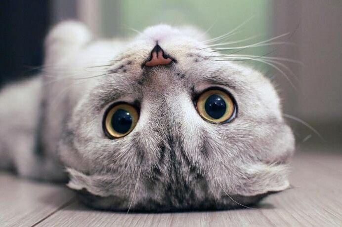 猫咪突然没精神总睡觉？要警惕这些原因