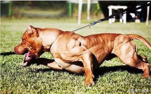 比特犬和恶霸犬谁厉害？从理论上这样来分析