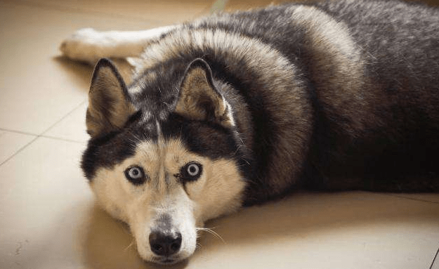 哈士奇为什么这么蠢？其实我们误会它了