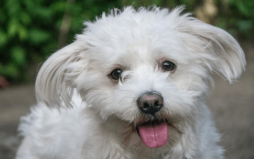 比熊犬好训练吗？掌握技巧无难事