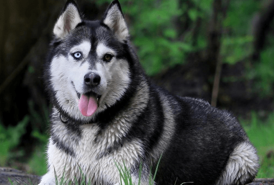 阿拉斯加犬不能吃什么?除了巧克力还有这些