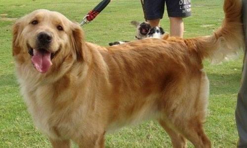 金毛犬喜欢玩什么?这几样就够了