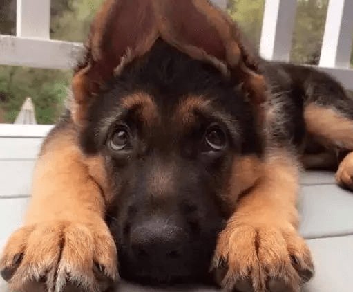 德国牧羊犬凶吗? 不要再“以貌取狗”了