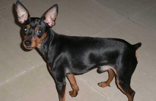 迷你杜宾犬咬人吗？一般情况下它们是这样的