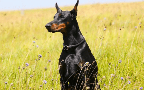 宠物狗智商排名,颜值不够智商来凑