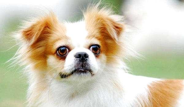 蝴蝶犬必须吃狗粮吗？根据自身的情况可以这样来