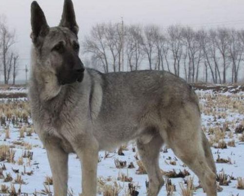 狼青犬训练方法，超强护卫就是它