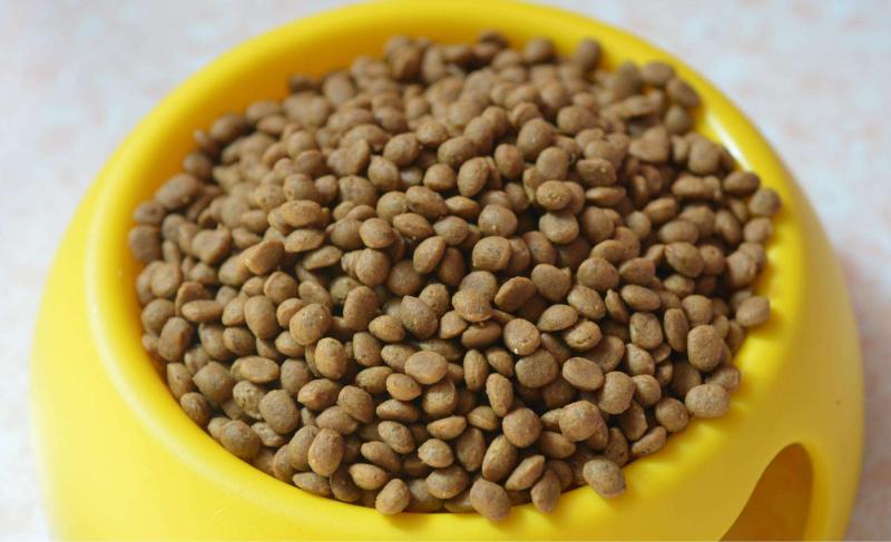马犬吃什么食物?好的马犬不挑食的