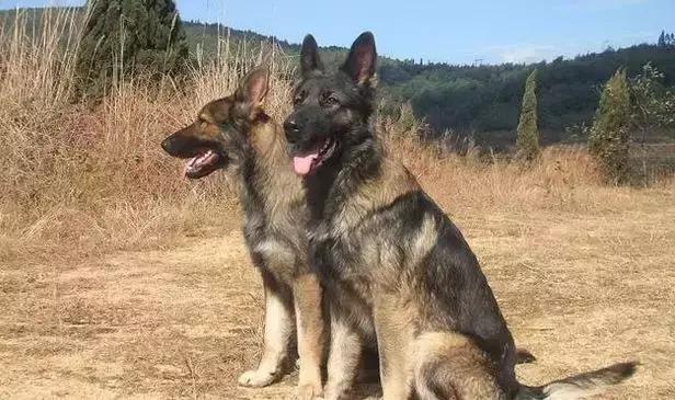 黑背和德牧的区别，看看它两哪里不同