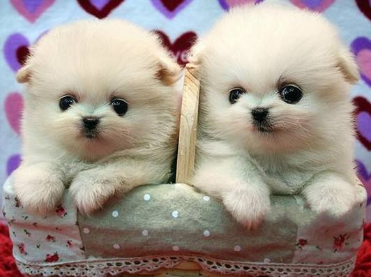 博美茶杯犬价格,看完吓一跳