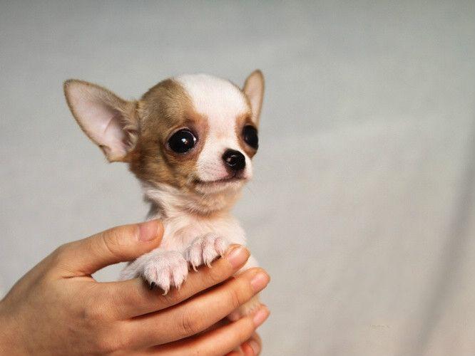 茶杯犬怎么训练?好方法就会事半功倍