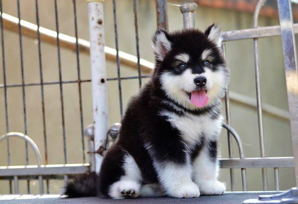 阿拉斯加几个月猛长,基本规律是这样的