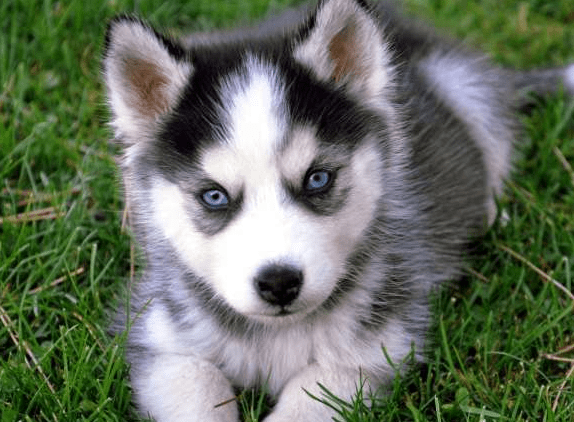 哈士奇为什么喜欢顶嘴?这就是它的理由