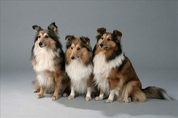 喜乐蒂为什么养的人少,看完此文你会饲养吗